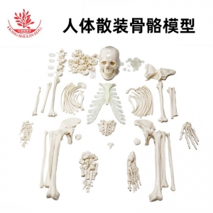 人体散装骨骼模型PVC材质成人大小医学203块骨的骨骼拼装