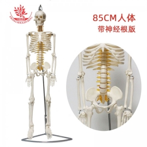 PVC材质人体骨骼模型教学用骨架标本多规格骨科医用85cm骨架标本