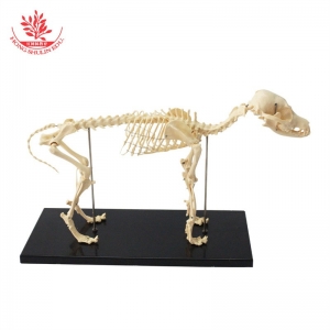 宠物医用PVC小狗骨架头骨可拆卸动物标本犬类全身狗骨骼模型