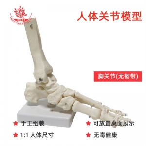 FRT027-1 PVC材质左脚关节模型脚掌正骨演示胫骨足骨医学教学器材