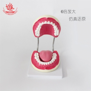 28颗牙齿模型 牙齿牙科展示放大6倍护理口腔模型幼儿园教刷牙模型