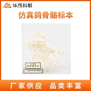 仿真鸽骨骼标本生物实验教学仪器初中实验器材教具 鸽子骨架模型