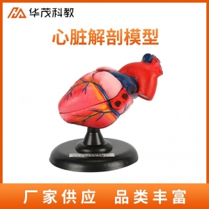 心脏解剖放大模型生物实验器材初中教学仪器生理器官认知模型