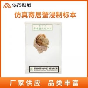 仿真寄居蟹浸制标本生物实验器材 初中学生生物标本生物教学仪器