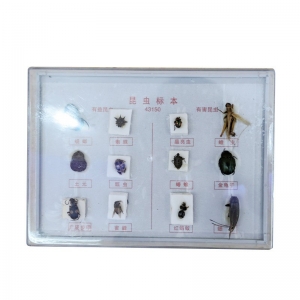昆虫标本六种益虫 害虫生物实验标本小学仪器蜘蛛蟾蜍金龟子瓢虫