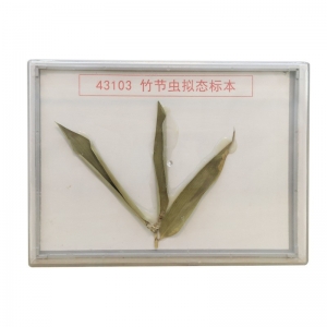 竹节虫拟态标本 教学用初中高中生物实验材料植物教学仪器