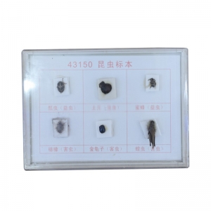 昆虫标本三种益虫 害虫生物实验标本小学仪器瓢虫土元蜜蜂椿象