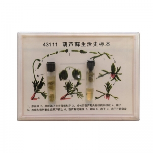 葫芦藓生活史标本 生物标本 教学器材 初中高中生教学试验仪器