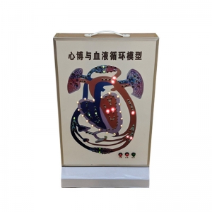 心搏与血液循环 3223 电动模型心脏博动 生物医疗教学模型
