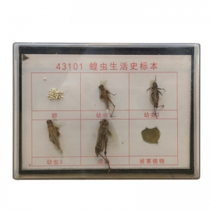 蝗虫生活史标本昆虫生活史生物教学器材 初中高中生教学试验仪器