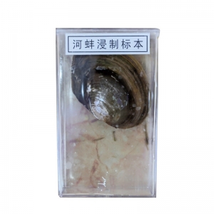 厂家直供河蚌浸制标本实验器材 教学仪器 初中生物实验材料