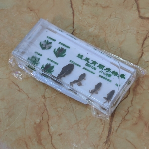 蛙发育顺序标本小学自然实验器初中生物材教学仪器生物实验器材