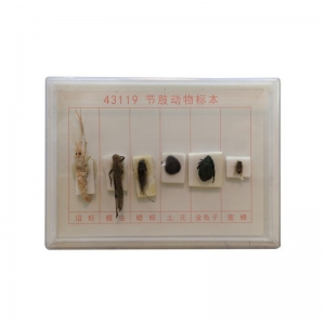 节肢动物标本6种常见生物教学器材生物实验材料初中高中教学仪器