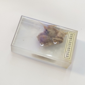 寄居蟹与其他生物共生包埋标本中小学教学器材科普实验材料