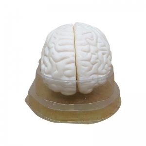 人体大脑干结构半球 教学展示模型脑解剖模型 自然大可拆卸3部件