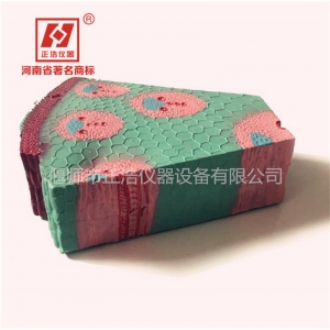 单子叶植物茎模型初中高中生物展示模型