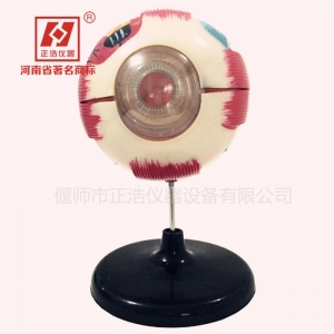 人体眼球仿真模型放大眼睛结构造解剖眼模型教学仪器