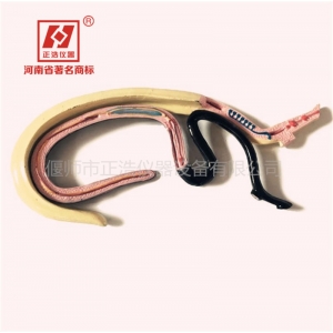 血吸虫模型雌雄合抱可拆装教学仪器生物医学器材教学仪器