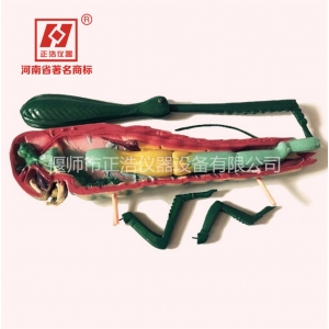 蝗虫解剖模型可拆卸生物模型节肢动物模型昆虫模型