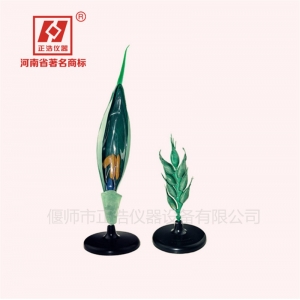 小麦花模型 复穗状花序麦穗 麦芒外稃生物教具小麦花模型