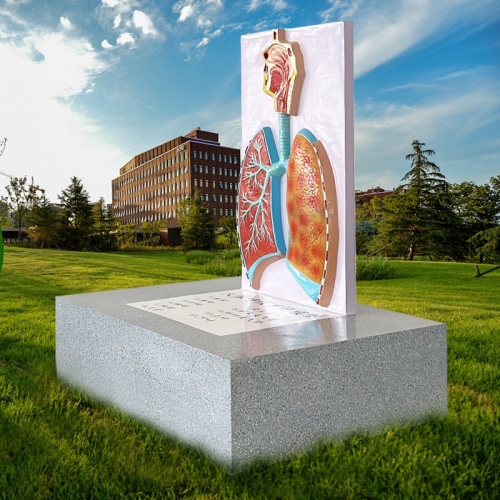 仿真人体呼吸系统模型学校教学教材生物知识科普展示玻璃钢雕塑图1