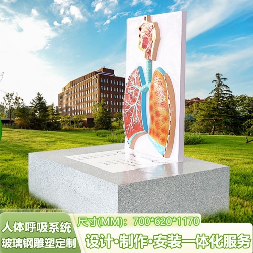 仿真人体呼吸系统模型学校教学教材生物知识科普展示玻璃钢雕塑图2