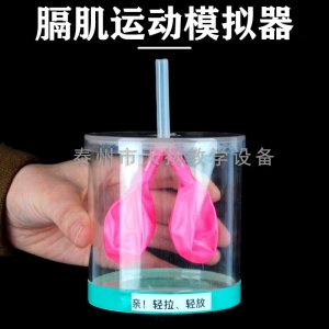 膈肌运动模拟实验器 肺呼吸模型 人体肺呼吸运动模拟中学生物实验