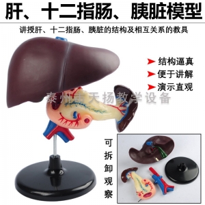 33216肝十二指肠胰脏模型 人体消化器官模型中学生物模型教学仪器