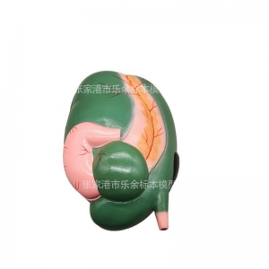厂家供应ZM1314羊胃解剖模型 胃部疾病演示模型 病理胃模型现货
