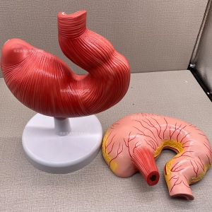 厂家供应ZM1302猪胃模型可拆卸猪胃解剖模型仿真猪胃教学模型现货