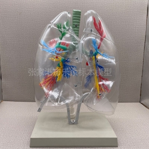 厂家供应ZM1083透明肺段模型生物医学教学模型人体仿真肺部模型