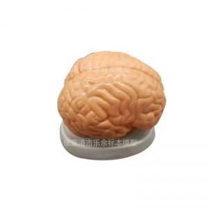 厂家供应Z1163脑解剖模型 人体大脑干结构半球 教学展示模型现货