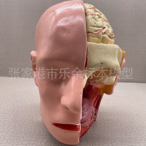 厂家供应头部解剖附脑模型头部脑动脉教学模型,头部解剖教学模型