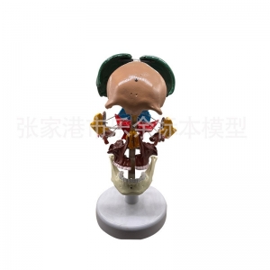 厂家供应ZM1008-3彩色骨性分离模型彩色仿真头骨模型教学头骨模型