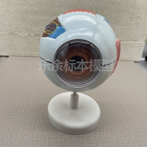 厂家批发ZM1135眼球模型生物教学模型医患交流模型眼部展示模型
