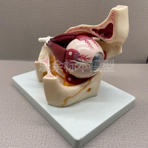 厂家供应ZM1140眼球与眼眶模型生物教学模型医患交流模型现货