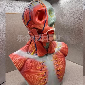 供应ZM1203头颈部层次解剖附脑生物教学模型带底座医患交流模型