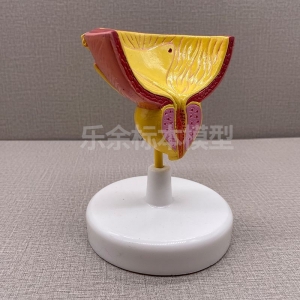 厂家供应ZM2062前列腺模型生物教学模型带底座医患交流模型现货
