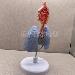 厂家供应ZM2016哮 喘模型生物教学模型带底座医患交流模型现货