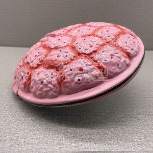 厂家供应ZM5017-1脐带胎盘模型生物教学模型医患交流模型现货