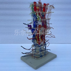 ZM1193-3透明脑干神经核团模型生物教学模型带底座医患交流模型