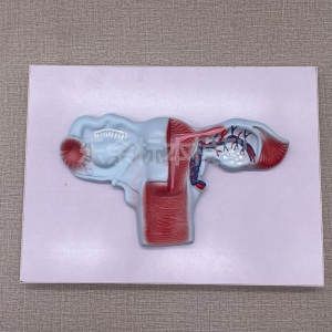 厂家供应ZM1102女性内生殖器生物教学模型带底座医患交流模型现货