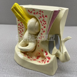 厂家供应ZM1134内耳解剖放大模型生物教学模型医患交流模型现货