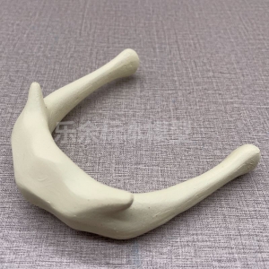 厂家供应ZM1014舌骨放大模型生物教学模型医患交流模型现货