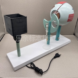 厂家供应ZM1141眼球仪模型生物教学模型带底座医患交流模型