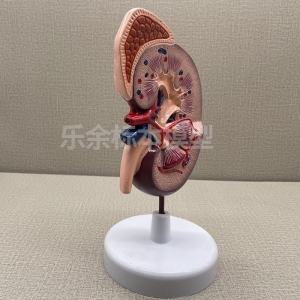厂家供应ZM1089-1肾带肾上腺模型生物教学模型带底座医患交流模型