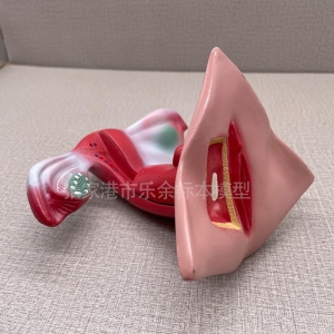 厂家供应ZM1093女性内外生殖器模型人体女性生殖器教学模型现货