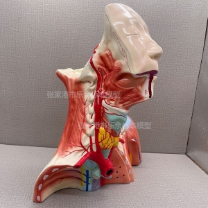 厂家供应ZM1199颅腔及头颈胸局解模型人体颅腔局部解剖模型现货