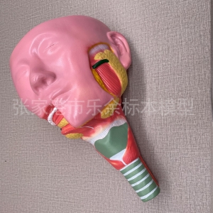 厂家供应ZM1206唾液腺及咽肌解剖模型生物教学模型可拆卸现货