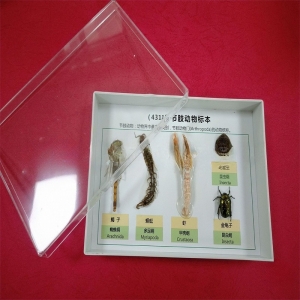 小学科学教学仪器天然真昆虫干制节肢动物标本